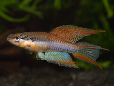 Chromaphyosemion bitaeniatum Chromaphyosemion bitaeniatum